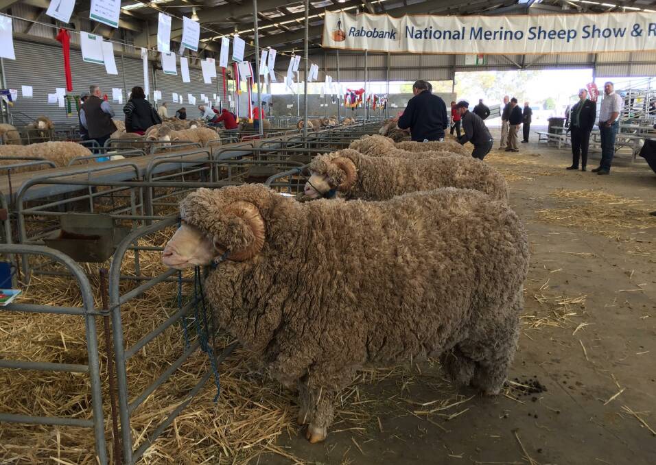 National Merino Sheep Show | Live updates