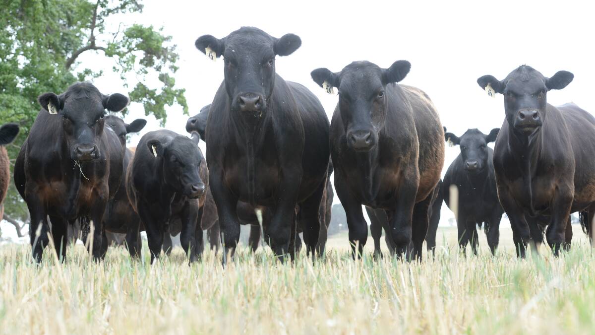 National beef herd decreases as dry continues