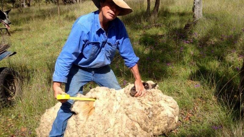 Close shave for Cecil the sheep | Photos, Video