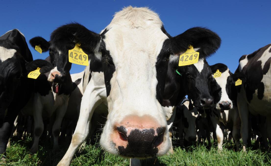 More dairy sector conduct scrutiny needed after Senate report