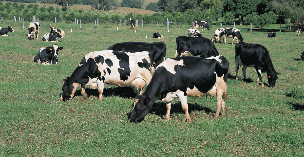 Dairy cows on pasture in the Bega Valley. Photo: supplied by the DPI. 