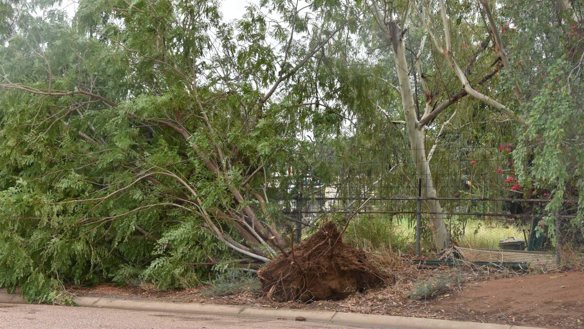 A tree uprooted by strong wind gusts in Longreach early on Thursday morning. 