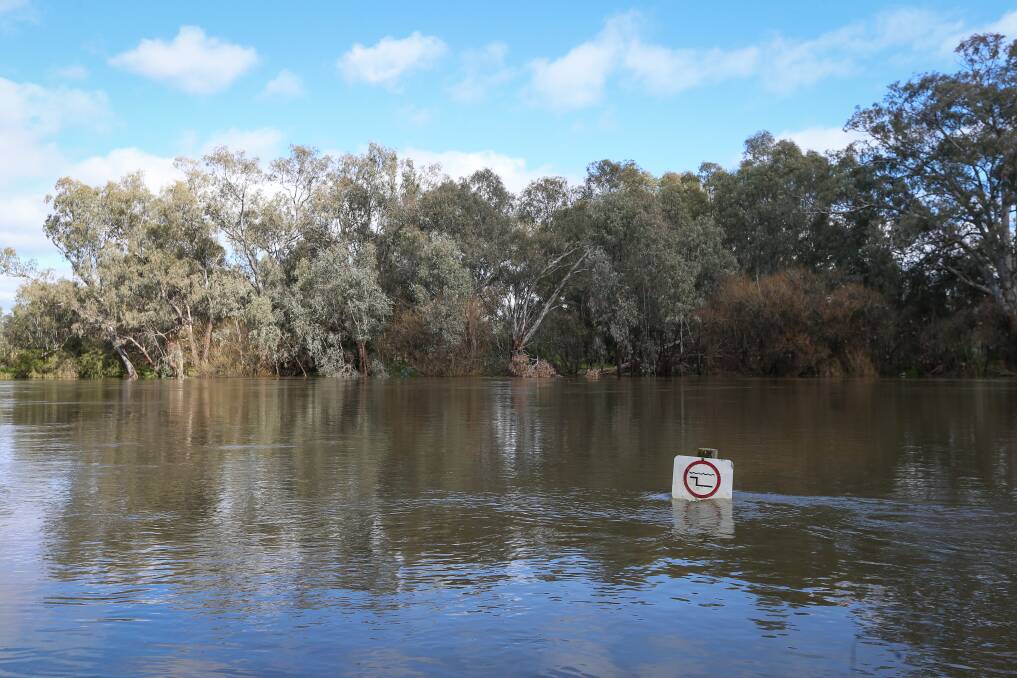 The swollen Murray River at Albury. NSW Murray irrigators were given a 14pc increase to general security allocations on Wednesday with a 335,000ML increase in water resource for NSW since the last assessment. Photo: James Wiltshire via The Border Mail