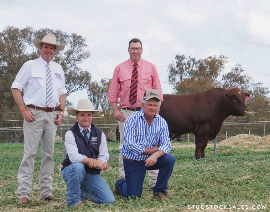 The top priced bull, Sprys Goldenrod P39, sold to long-term clients Glenalbyn Props, Wilcannia for $30,000. Pictured with auctioneer Paul Dooley, Alex Croker, H. Francis and Co, Ross Milne, Elders and stud principal Gerald Spry. Photo by studstocksales.com. 