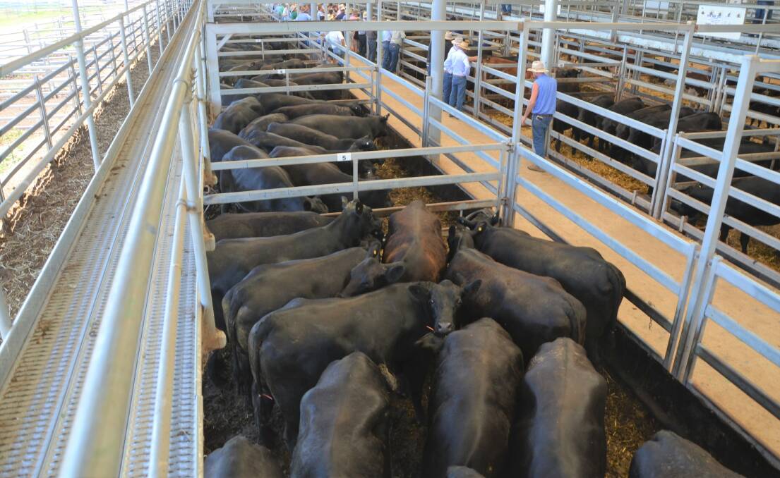 The Webbs' PTIC cows sold for a top of $3260.