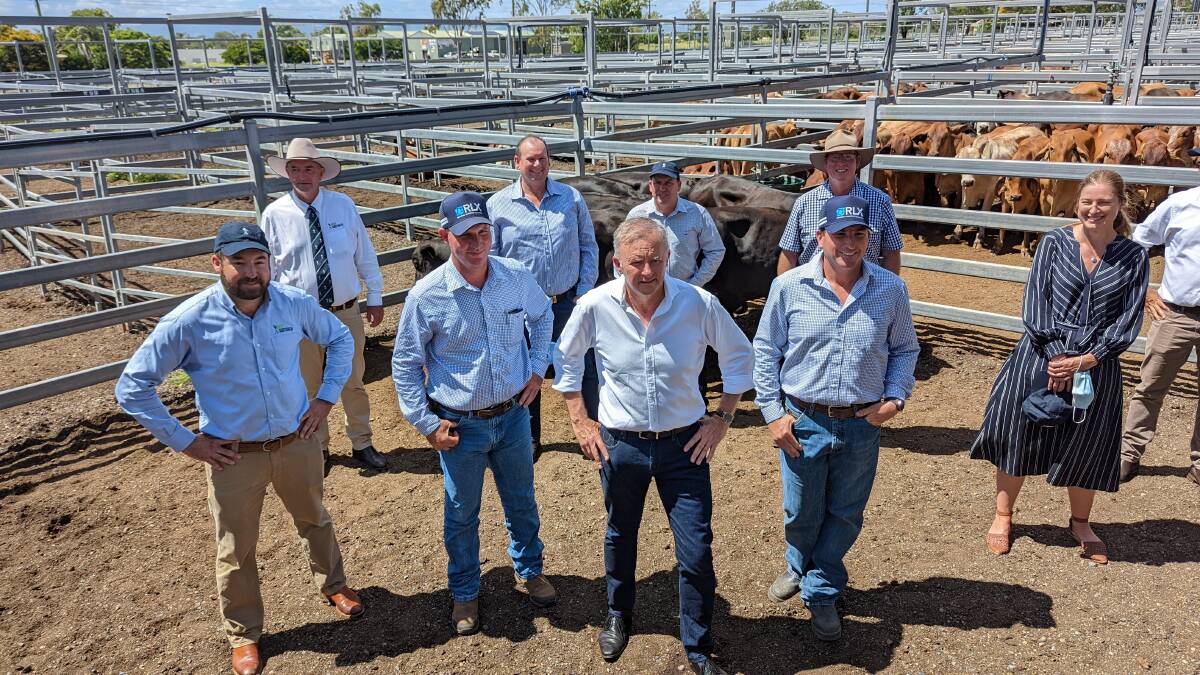 Beef boost: Speaking at the CQLX facility in Gracemere on Thursday, opposition leader Anthony Albanese joined fellow Labor figures and Beef Australia chairman Bryce Camm to announce the funding. Picture: Supplied