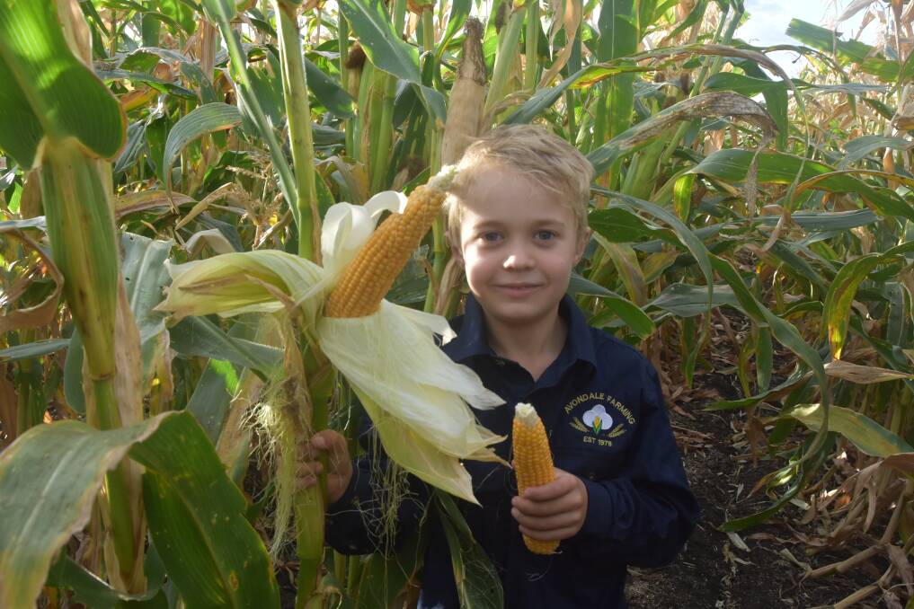 Seven-year-old Max Ingram's parents are growing popcorn for the movie theatres. Picture: Ben Harden