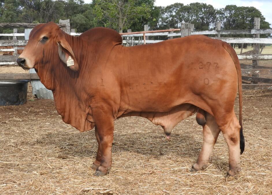 Elmo Tombstone 1277/0 (PP) sold to an equal partnership for $80,000 on January 14. Photo: Allan Trail 