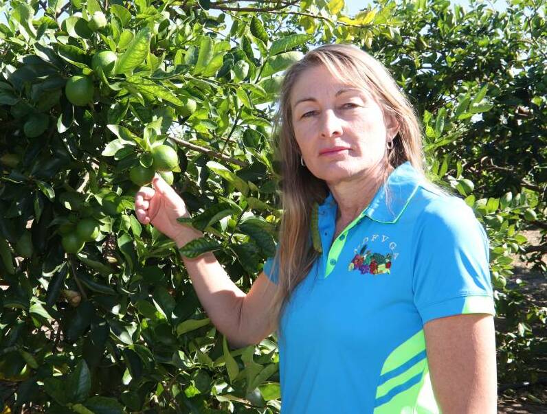 Mutchilba citrus farmer Karen Muccignat from Muccignat Farming said the lives and livelihoods of hundreds of family farms on the Atherton Tablelands were at risk if the imports were allowed in.