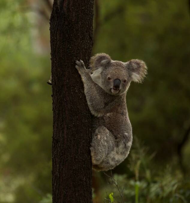 Loser: Koala populations exist within the areas under investigation for a new Lower Hunter dam. 