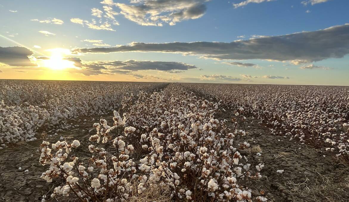 Dryland cotton ready to be picked at Etta Plains, Julia Creek. Photo supplied.