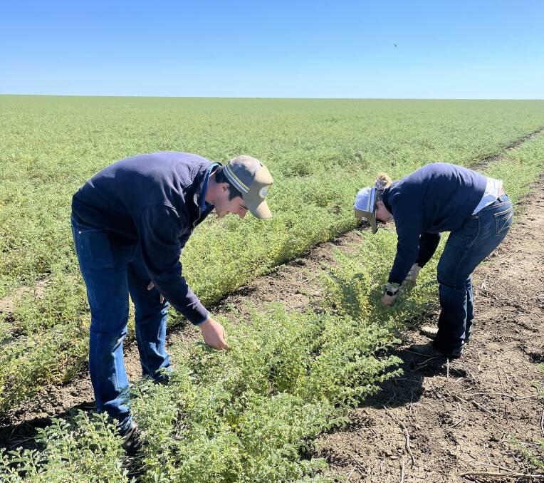Paddy Montgomery and Savannah Boutsikakis from Radford Ag at Canobie Station inspecting a chickpea crop. Photo supplied.