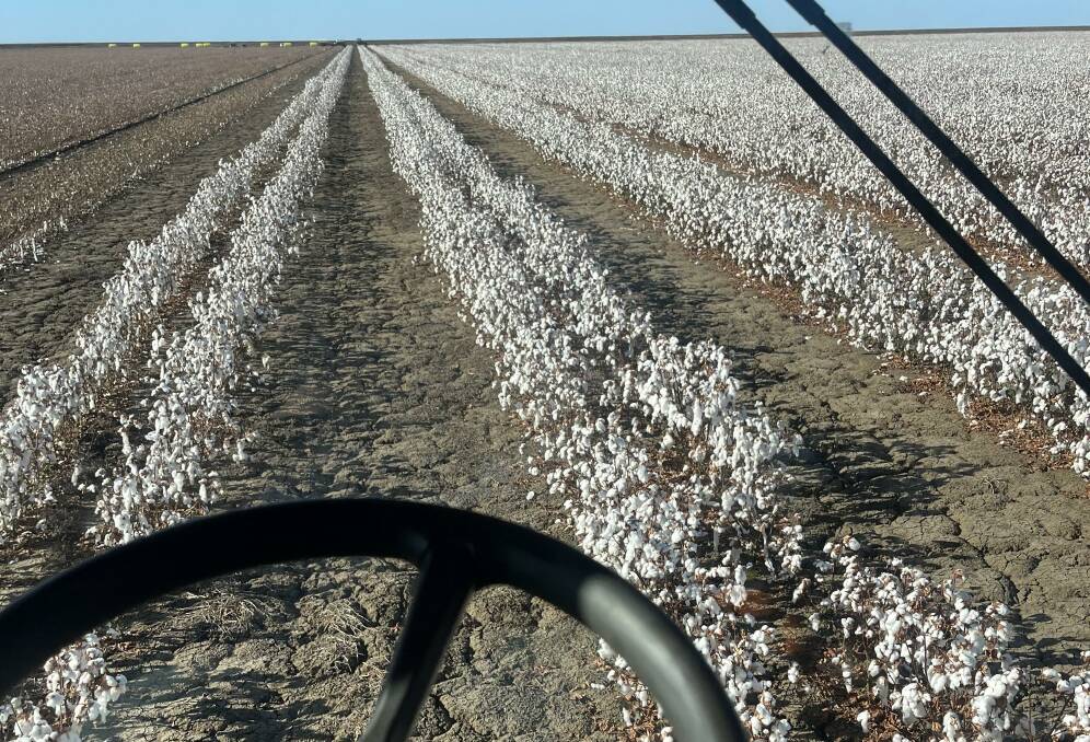 Dryland cotton being picked at Etta Plains, Julia Creek. Photo supplied.