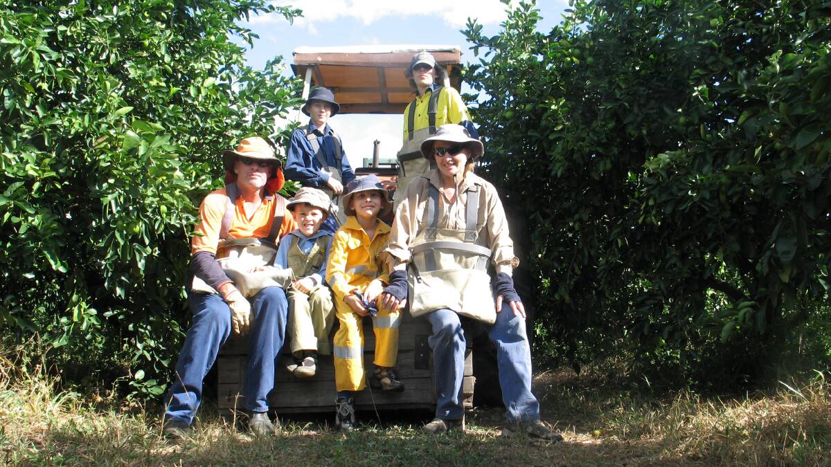 Karen Muccignat said her family have been farming limes for 34 years, one of the original lime orchards established on the Tablelands. Photo supplied.