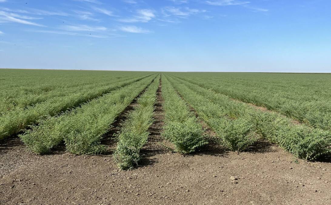 Chickpeas nearly ready for harvest at Woodlands Station, Julia Creek. Photos supplied.
