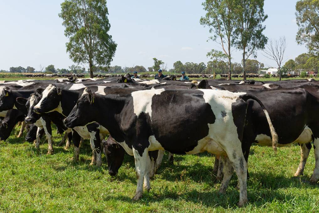 Good herd health is essential to profitability