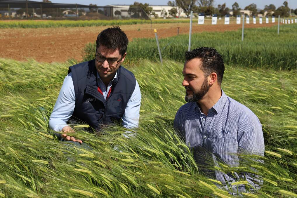 BEAST A REAL BEAUT: Australian Grain Technologies barley breeder Paul Telfer and CEO Haydn Kuchel inspect a plot of newly released barley variety Beast.