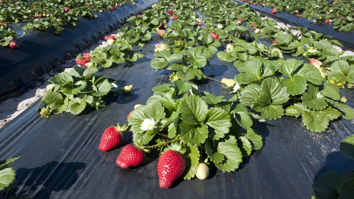 Strawberry breeding a juicy success