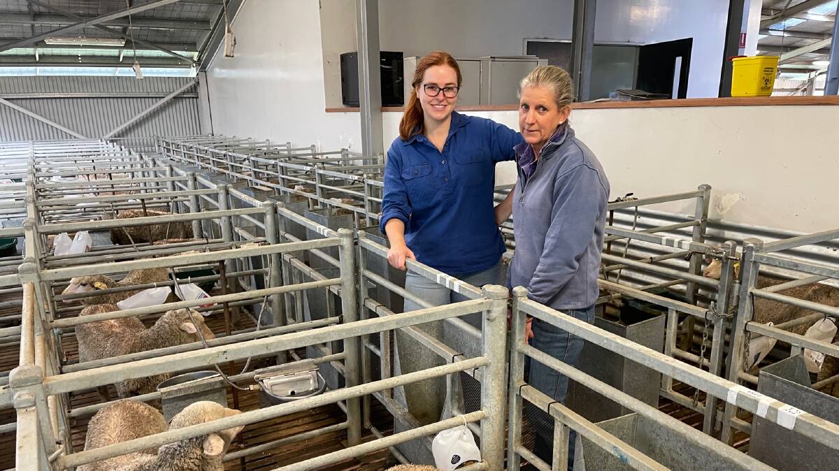 UNE masters student Brianna Carney and technician Jill Dawson with sheep that will be involved in the asparagopsis research project. 