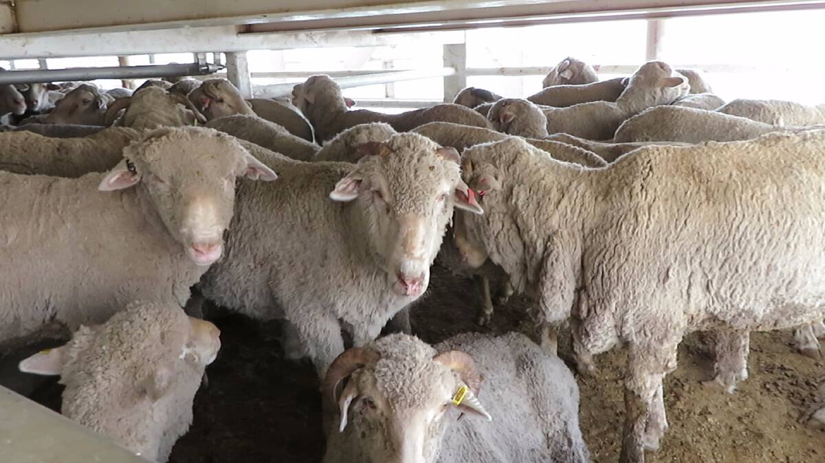 A screenshot of footage provided from a live sheep voyage in 2018 in response to a freedom of information request. 