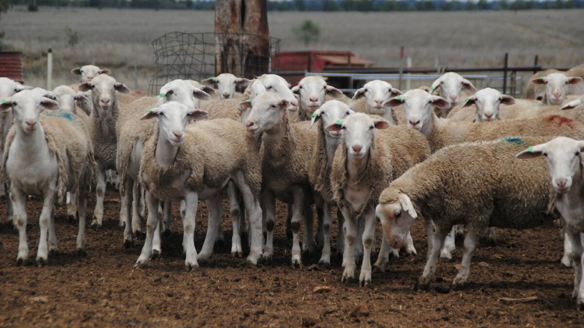 Price rebound on cards after lamb throughput fall