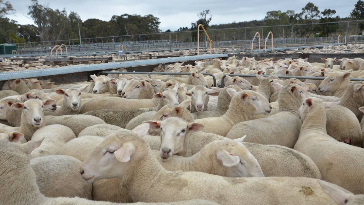 The Sheep Genetics annual outcomes report highlights genetic gains within the Australian flock. FILE PHOTO. 