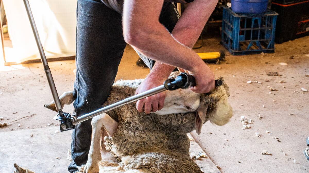 Skills Insight has proposed changes to shearer and wool classer qualifications. File picture. 