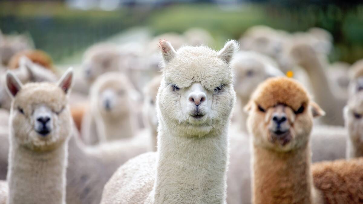The Australian alpaca industry is targeting dramatic growth to the national herd. Picture supplied. 