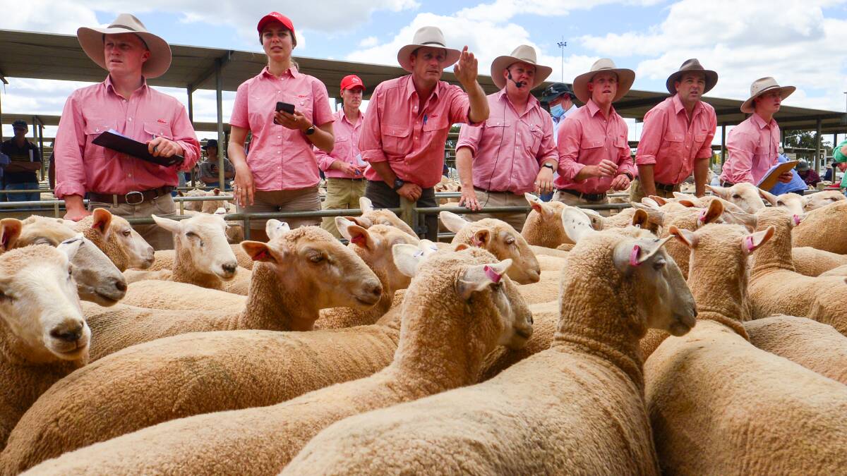 Better prices were seen at saleyards across the country, with indicators moving in a positive direction. Photo- Darren Howe. 