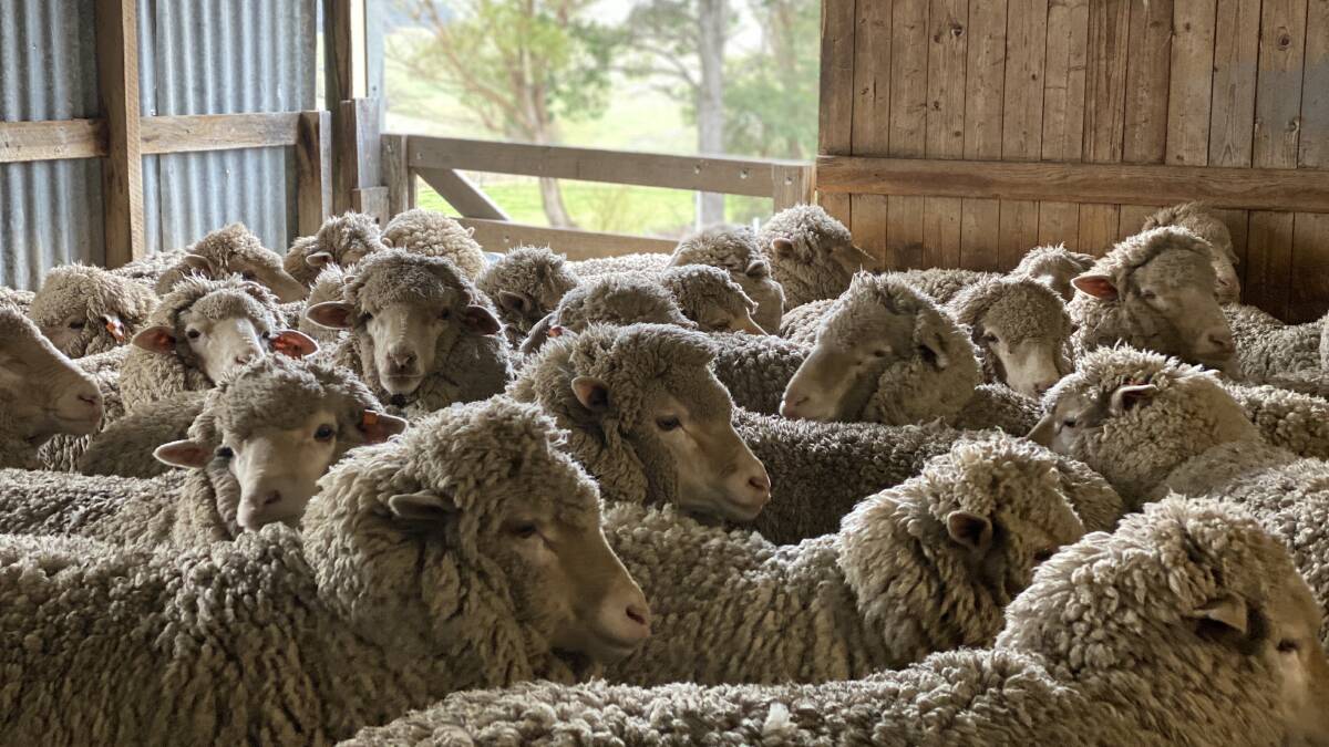 Wool Producers Australia are lobbying for the return of the emergency use permit that had been granted to the serogroup specific footrot vaccine. 