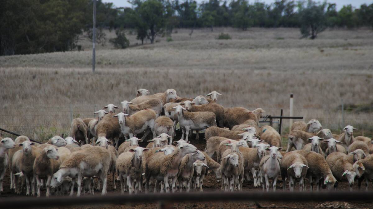 The number of sheep transported from Western Australia east in the final quarter of 2023 was well below the same timeframe the previous year. 