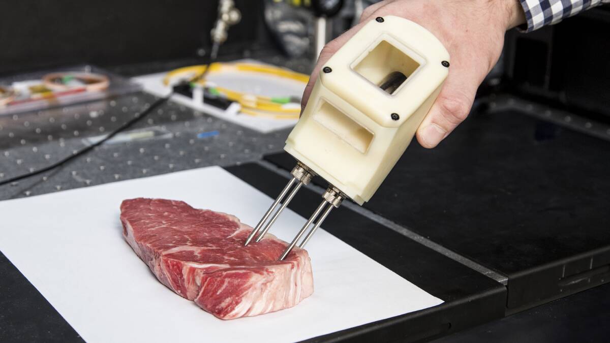 The MEQ Probe is used to measure intramuscular fat in lamb. Photo: MEQ Probe. 
