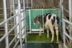 Is this the next frontier? Potty training for cows