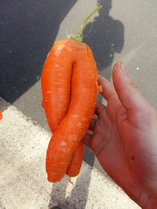 An unsaleable carrot as used in the University of Queensland study that saw waste carrots fed to lambs. 