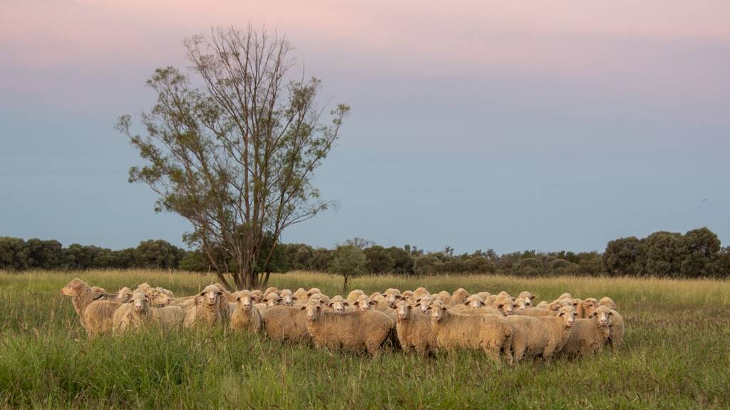 Karbullah ewes at joining time in March. Photo- Vicki Murphy. 