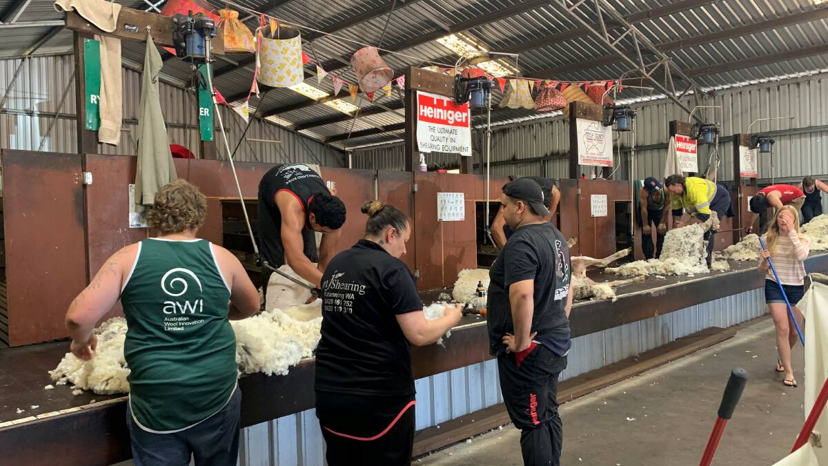 New shearers learn the train at an AWI-sponsored shearing school at Rylington Park, WA.