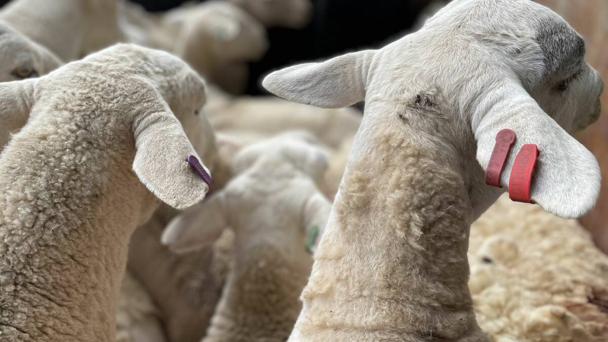 WoolProducers Australia has withdrawn its support for the national eID rollout for sheep and goats. FILE PHOTO.