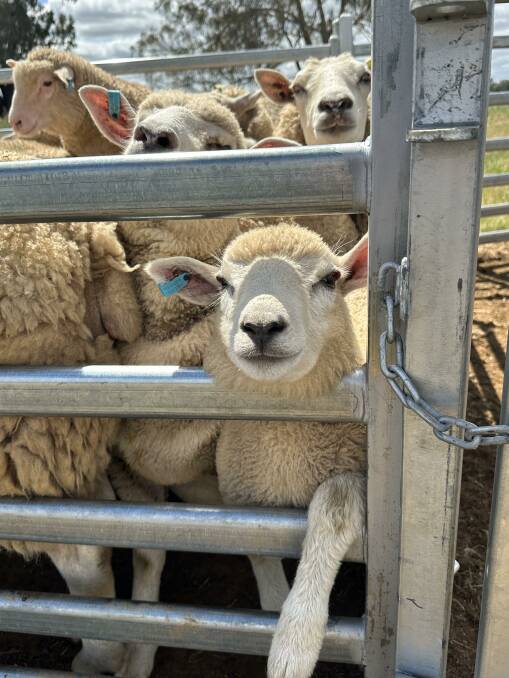 A containment feeding facility for sheep is being added to Charles Sturt University's extensive agricultural research programs. 