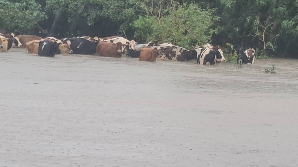 Dairy Peter Graham, Codrington via Coraki, checking on cattle stuck between the Richmond River and flood safety. Photo: Peter Graham