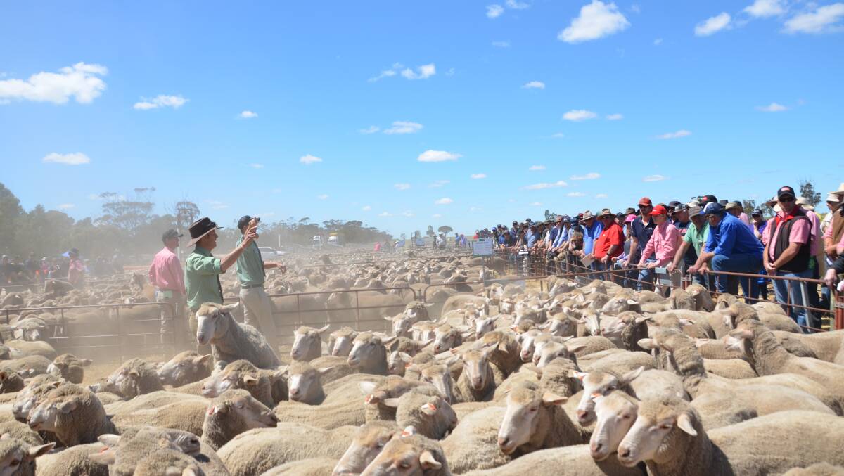 Lamb prices have continued to soften, with Victoria commanding a premium for light lambs. FILE PHOTO. 
