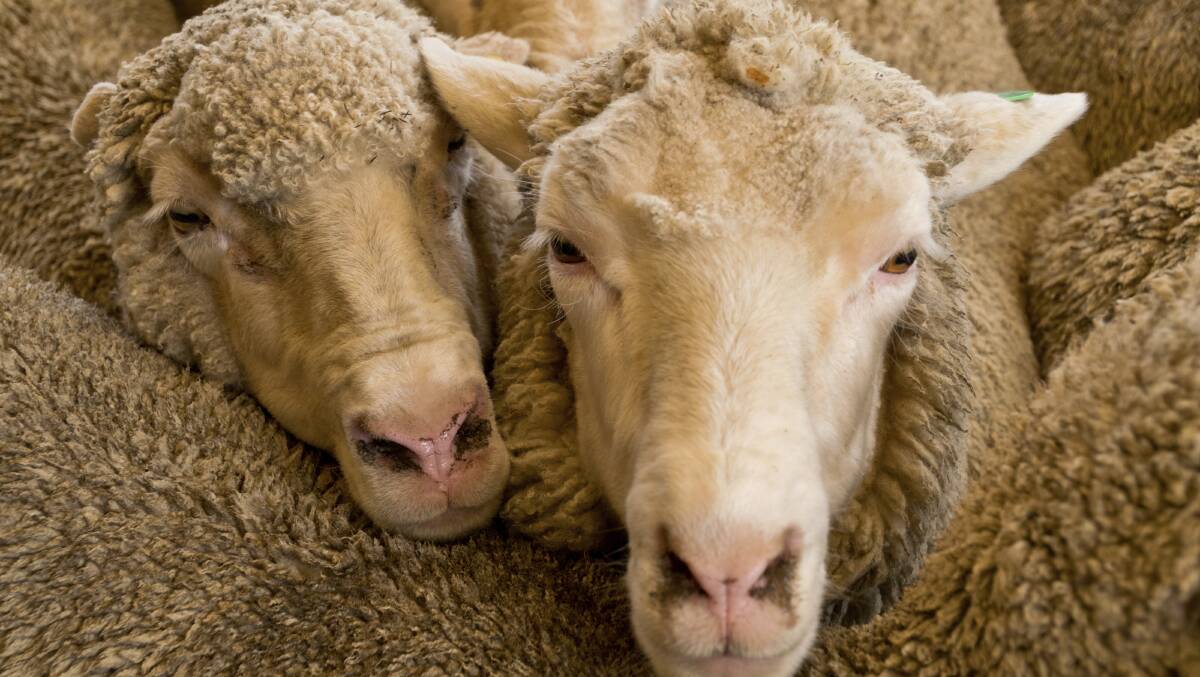 The audit into Australian Wool Innovation's finances and governance has been released. 
