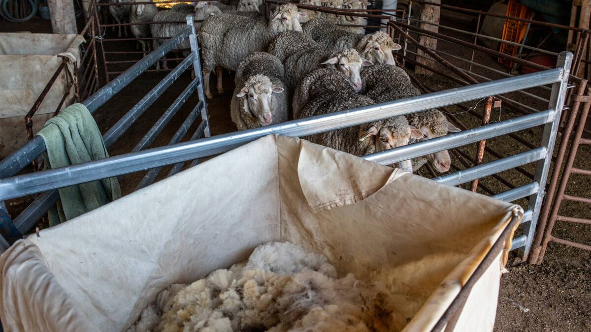 According to MLA analysis, wool production is more enticing than sheep production at the moment. 