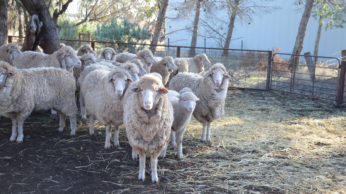 Wool producers have until November 5 to vote in this year's WoolPoll. 