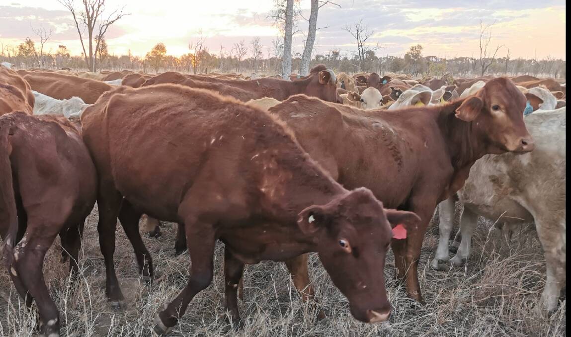 Sick cattle from the mob affected by lantana toxicity. Photo- Joe Skok. 