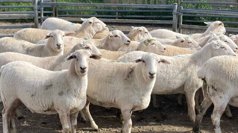 The line of Australian White ewes that sold for $1210 through AuctionsPlus. Photo: AuctionsPlus. 
