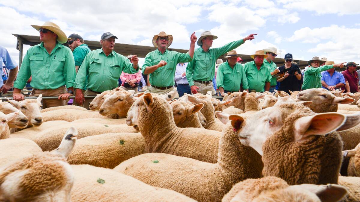 Lamb prices remain strong, even as yardings increase. Photo: Darren Howe. 
