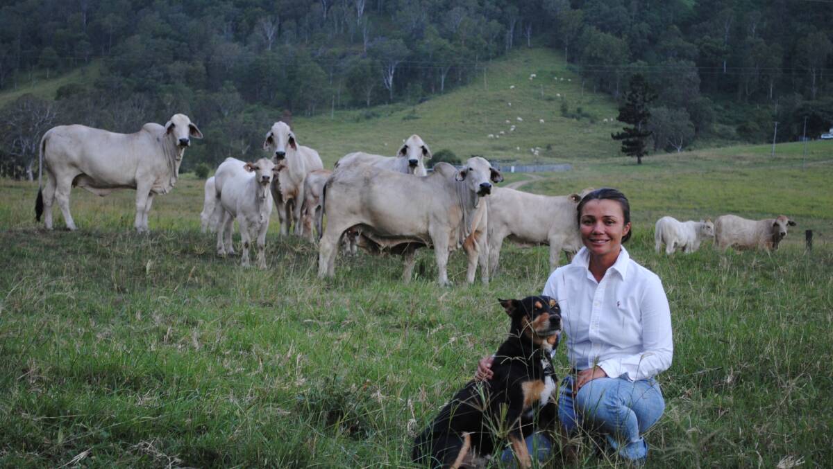 A QUALITY HERD: Maree Duncombe of Conondale Station on the Sunshine Coast hinterland with her herd of Brahman and Charbray cattle and her faithful Kelpie, Louis. 