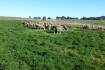 Researchers probe effect of legume pasture systems in sheep production