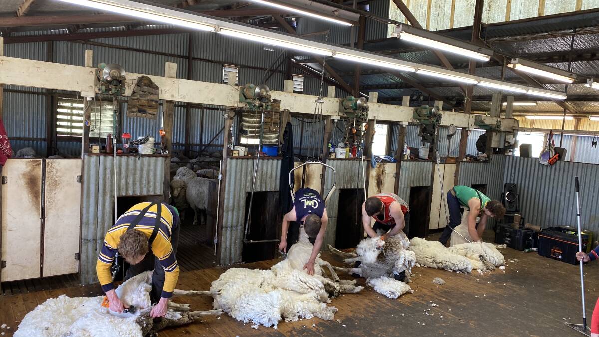 The Australian Workers' Union has warned that many woolgrowers aren't following COVID-safe procedures in their shearing sheds. 