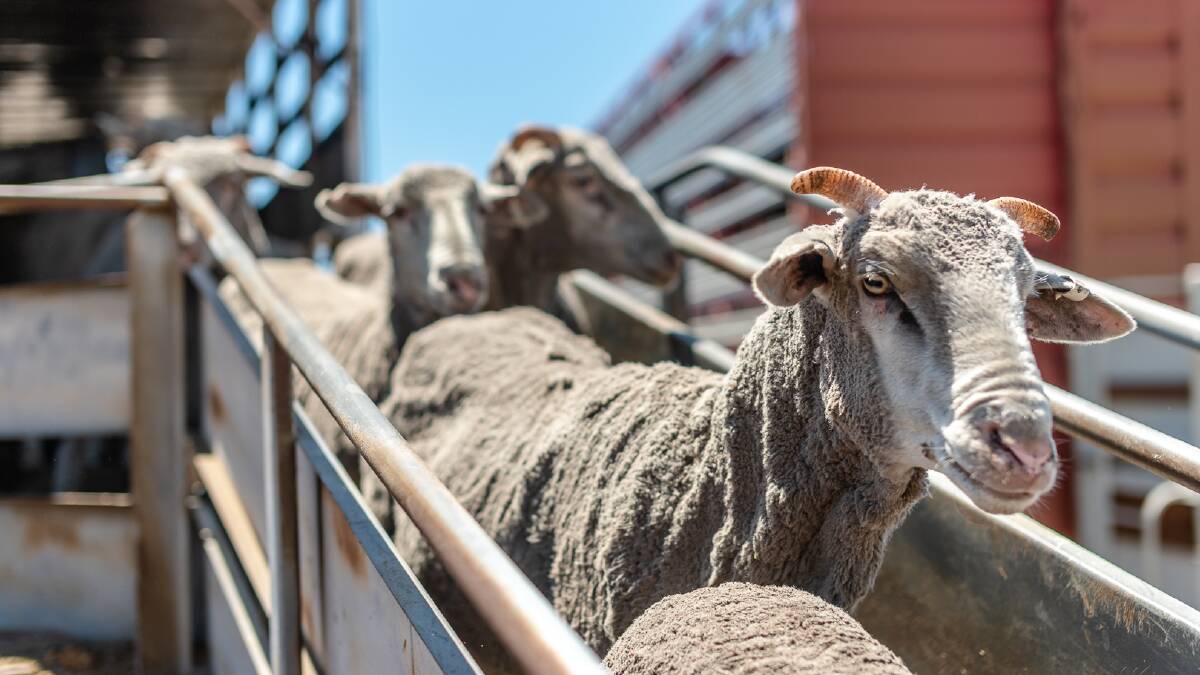 Meetings relating to the phase out of live sheep exports are being held in Perth this week. 